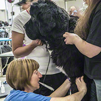 The NCA collects DNA samples for Health Research